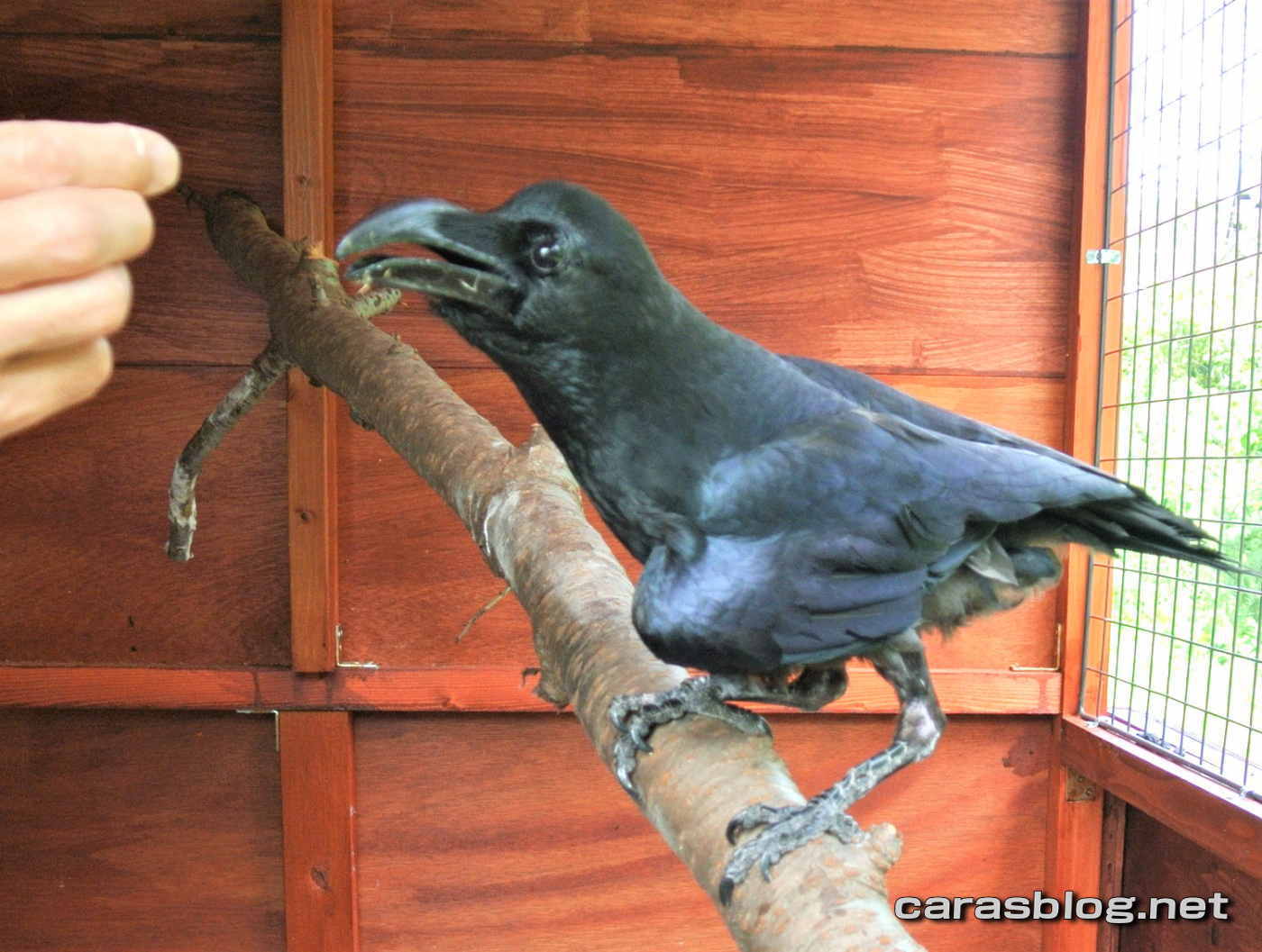 ハシブトガラス