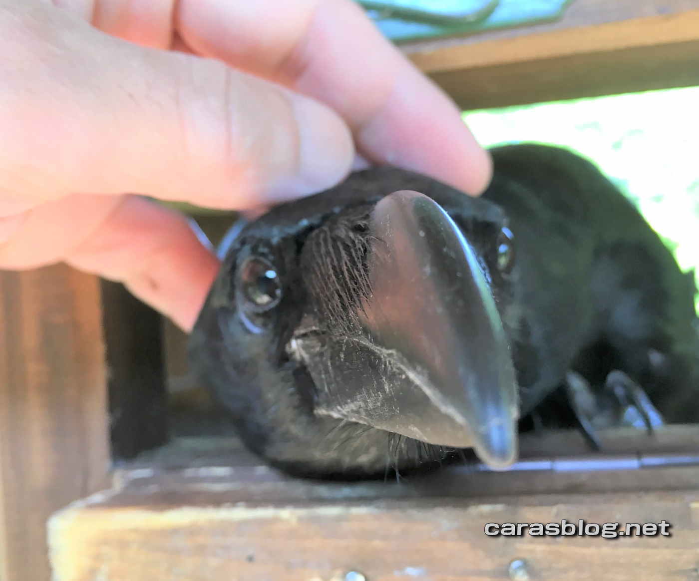 ハシブトガラス