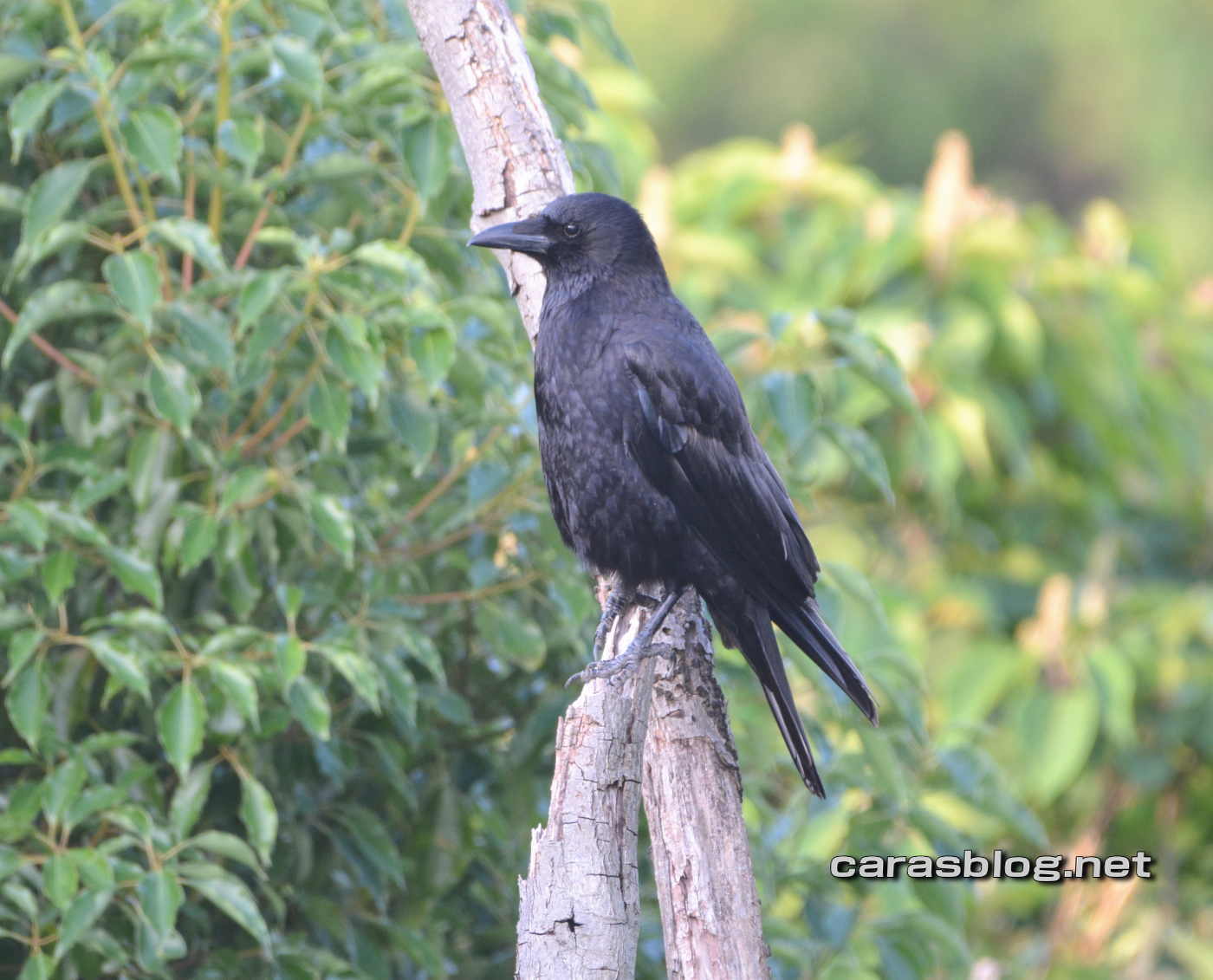 ハシブトガラス