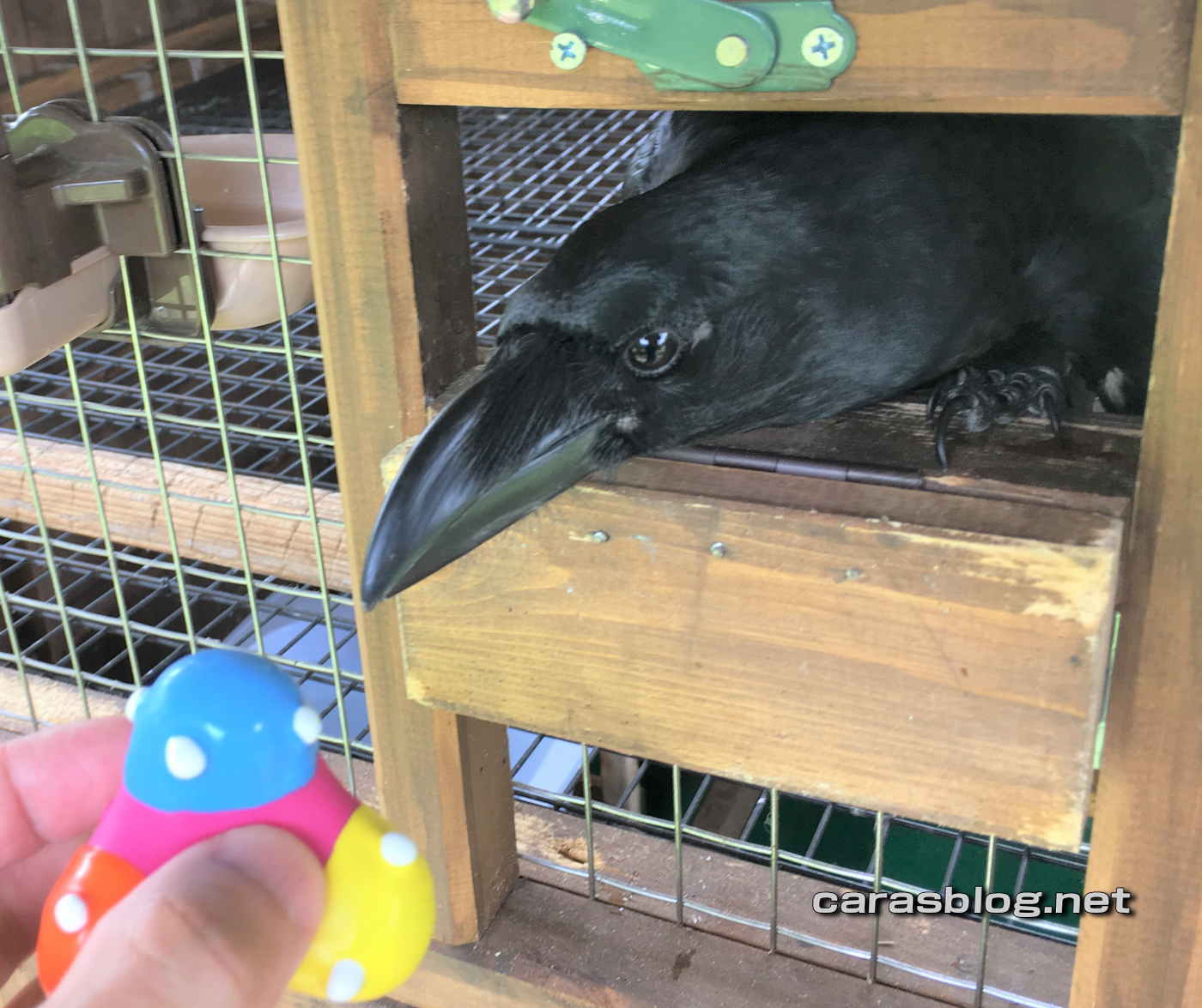 ハシブトガラス