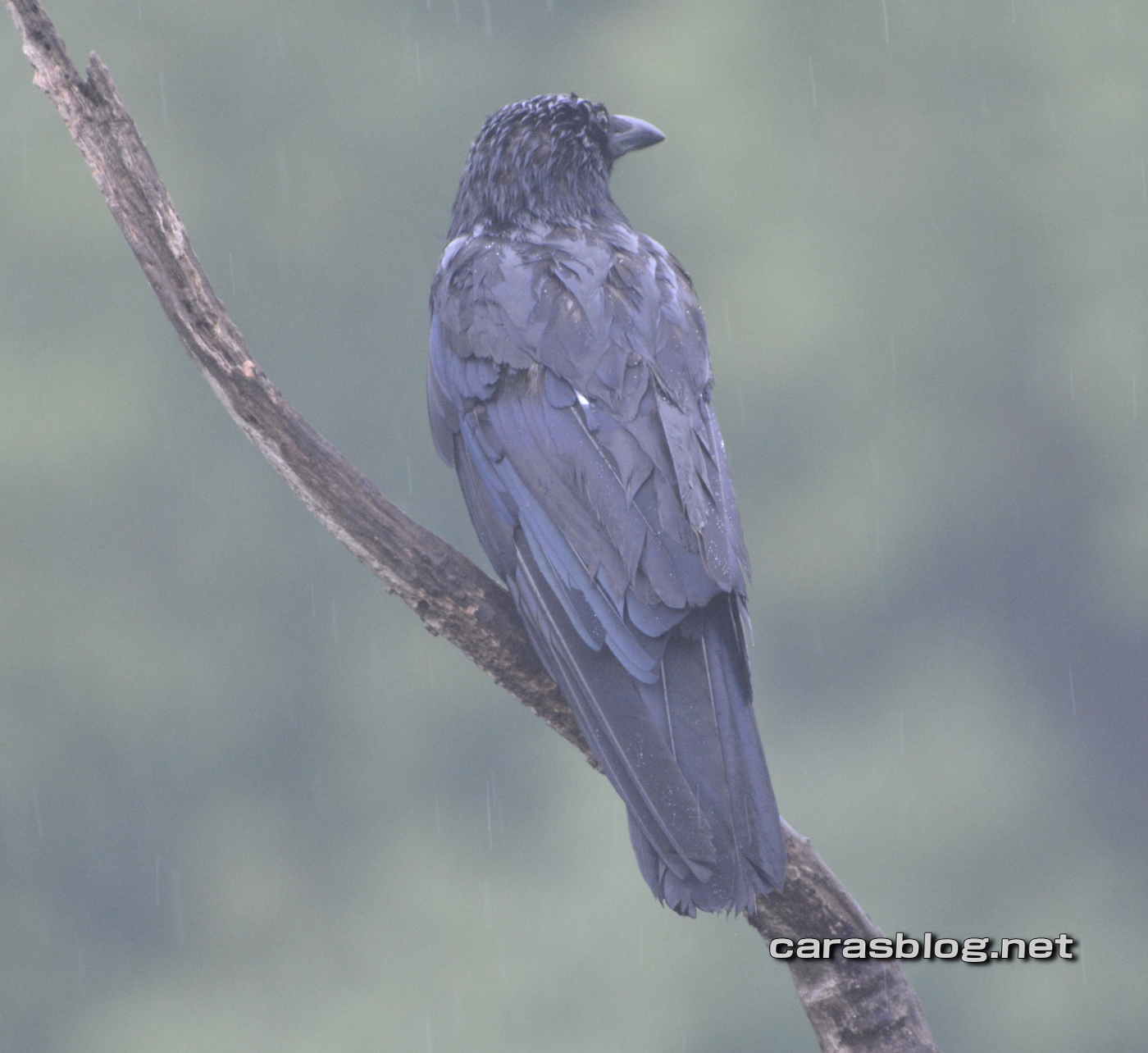 ハシブトガラス