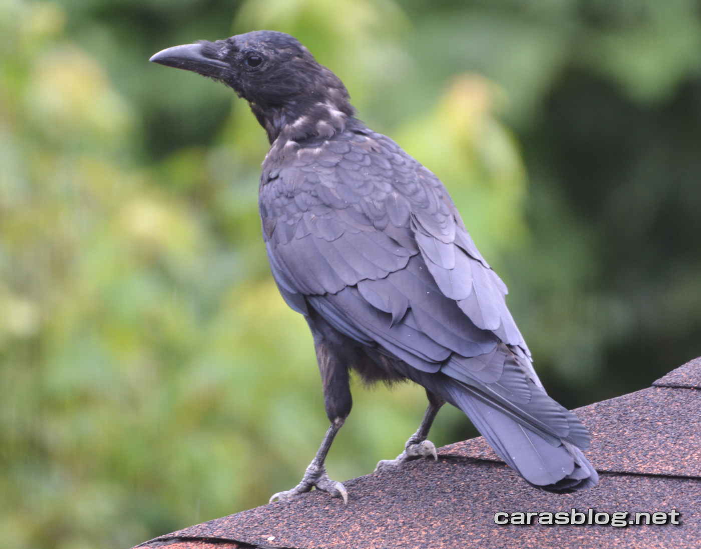 ハシブトガラス