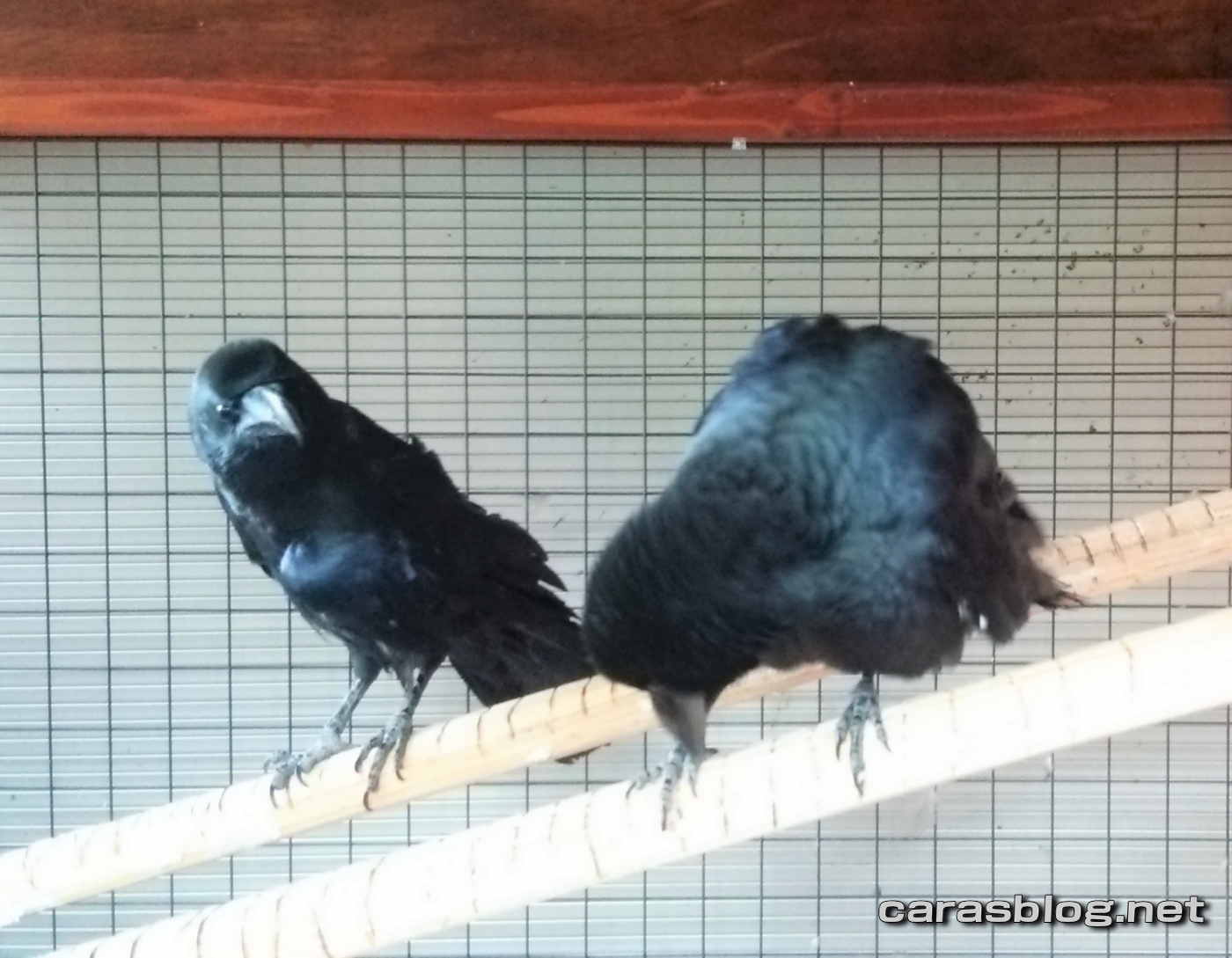 ハシブトガラス