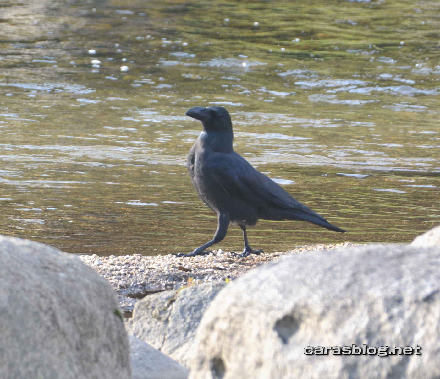 ハシブトガラス