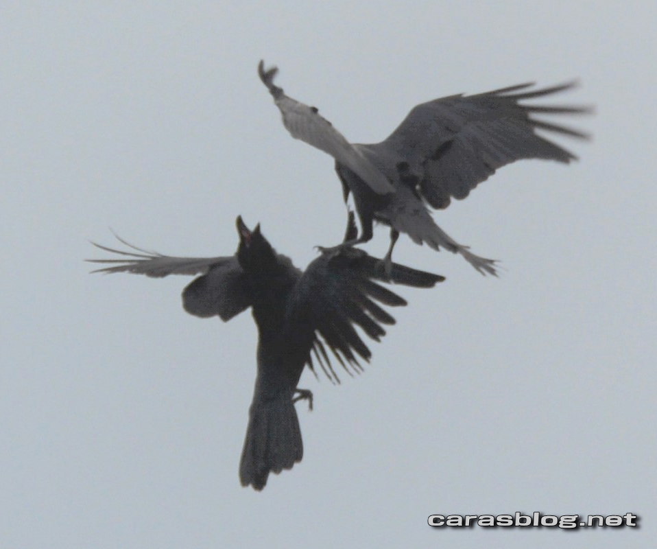 ハシブトガラス