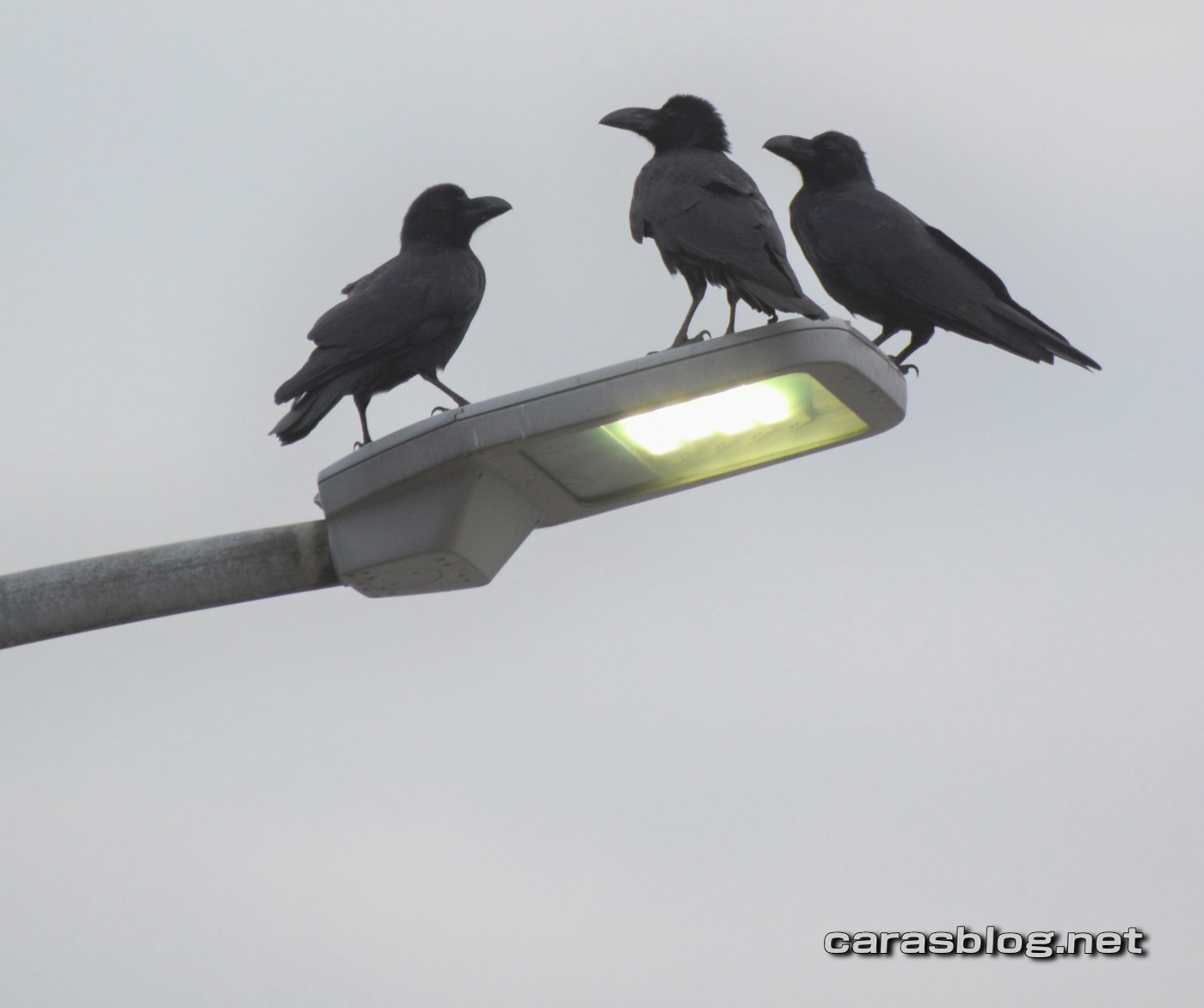 ハシブトガラス