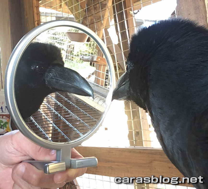 ハシブトガラス