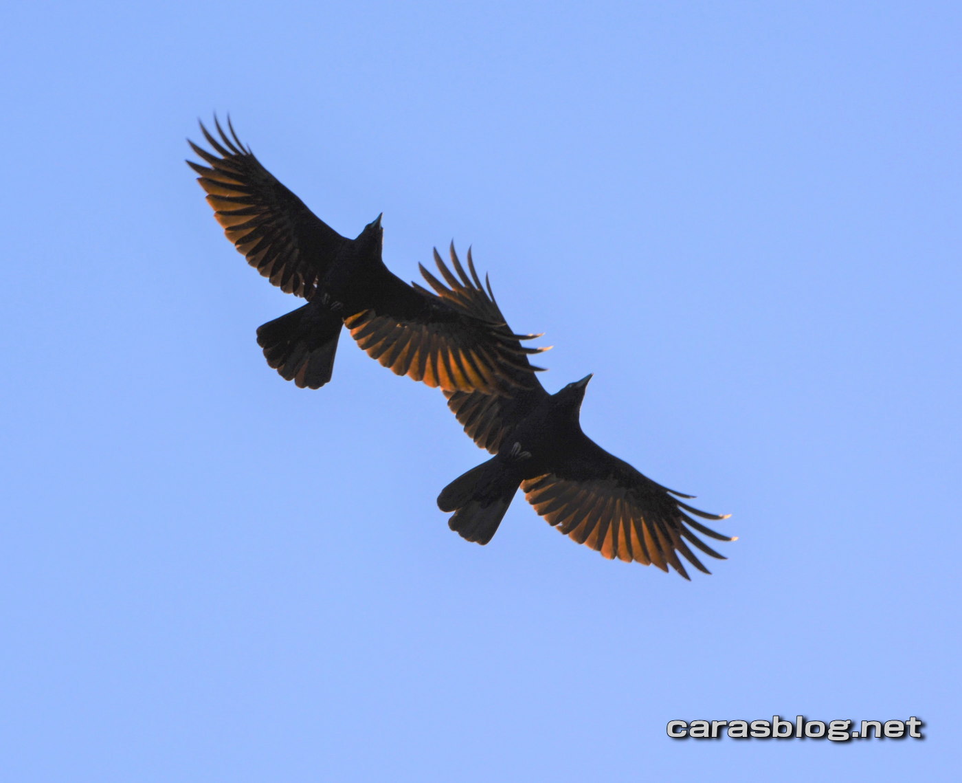 ハシブトガラス