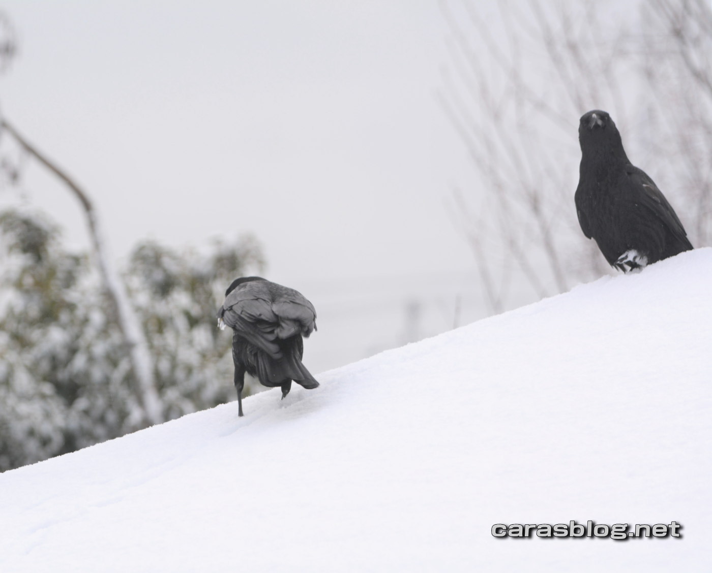 ハシブトガラス
