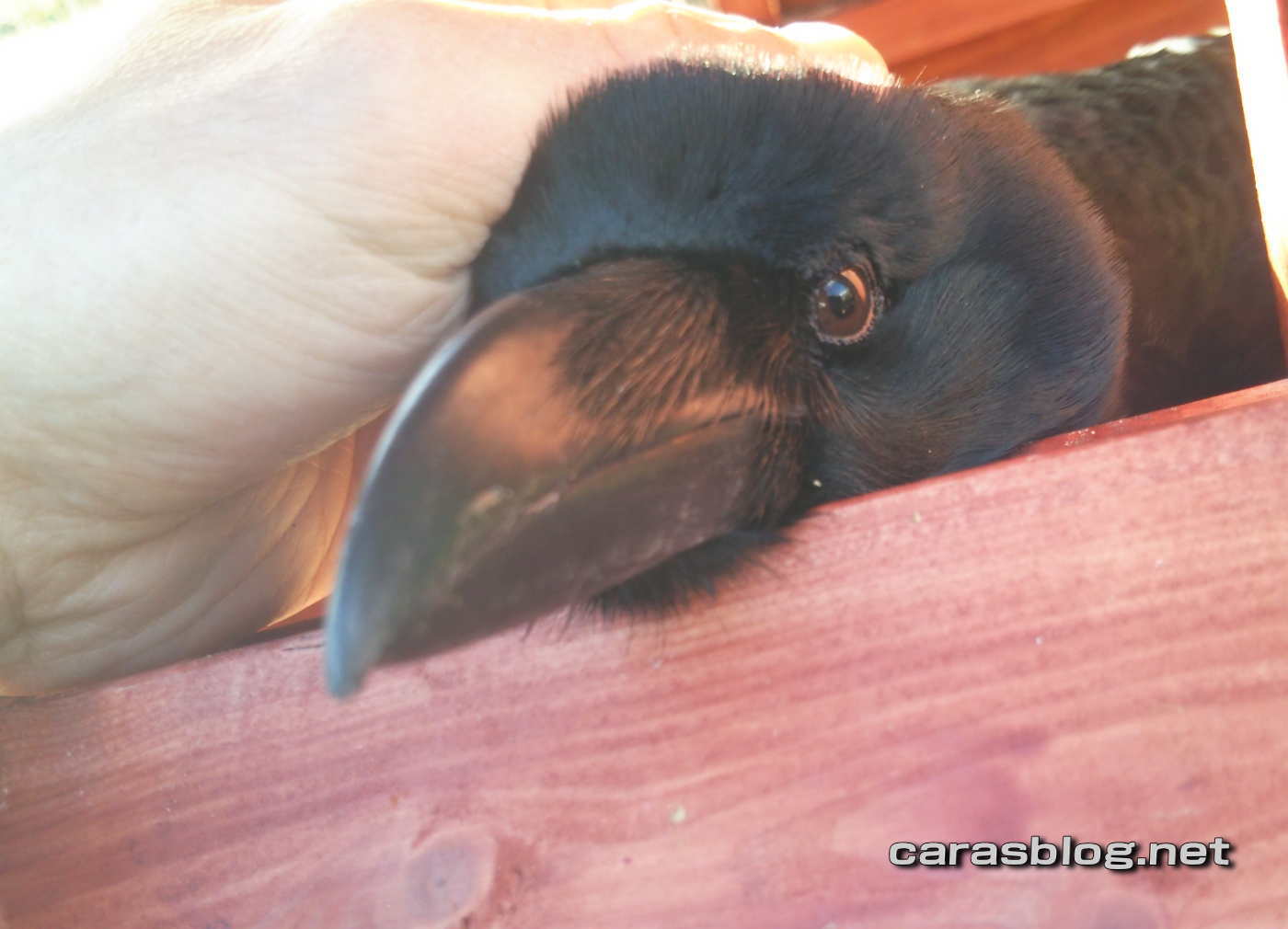 ハシブトガラス