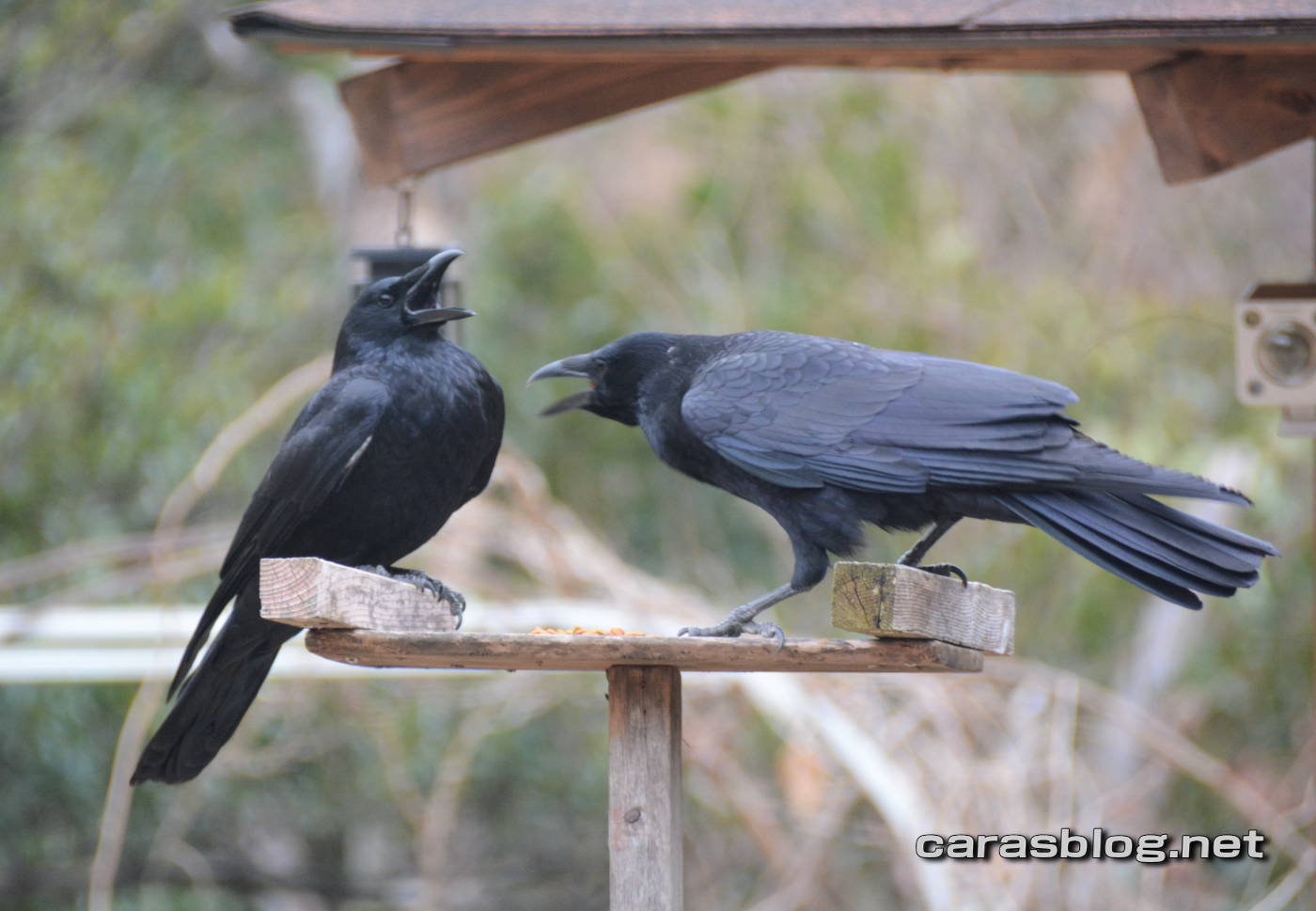 ハシブトガラス