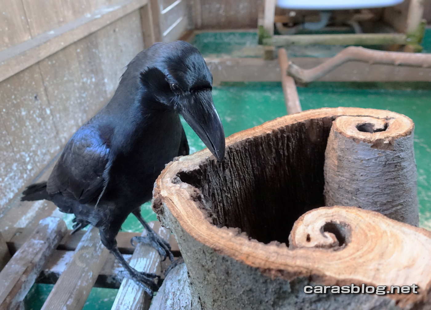 ハシブトガラス