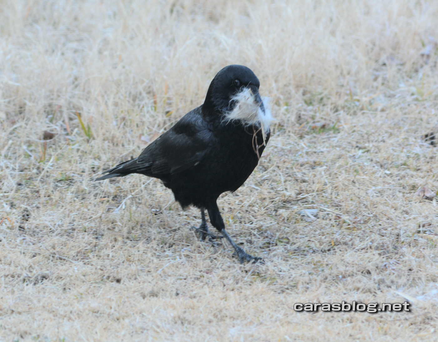 ハシブトガラス