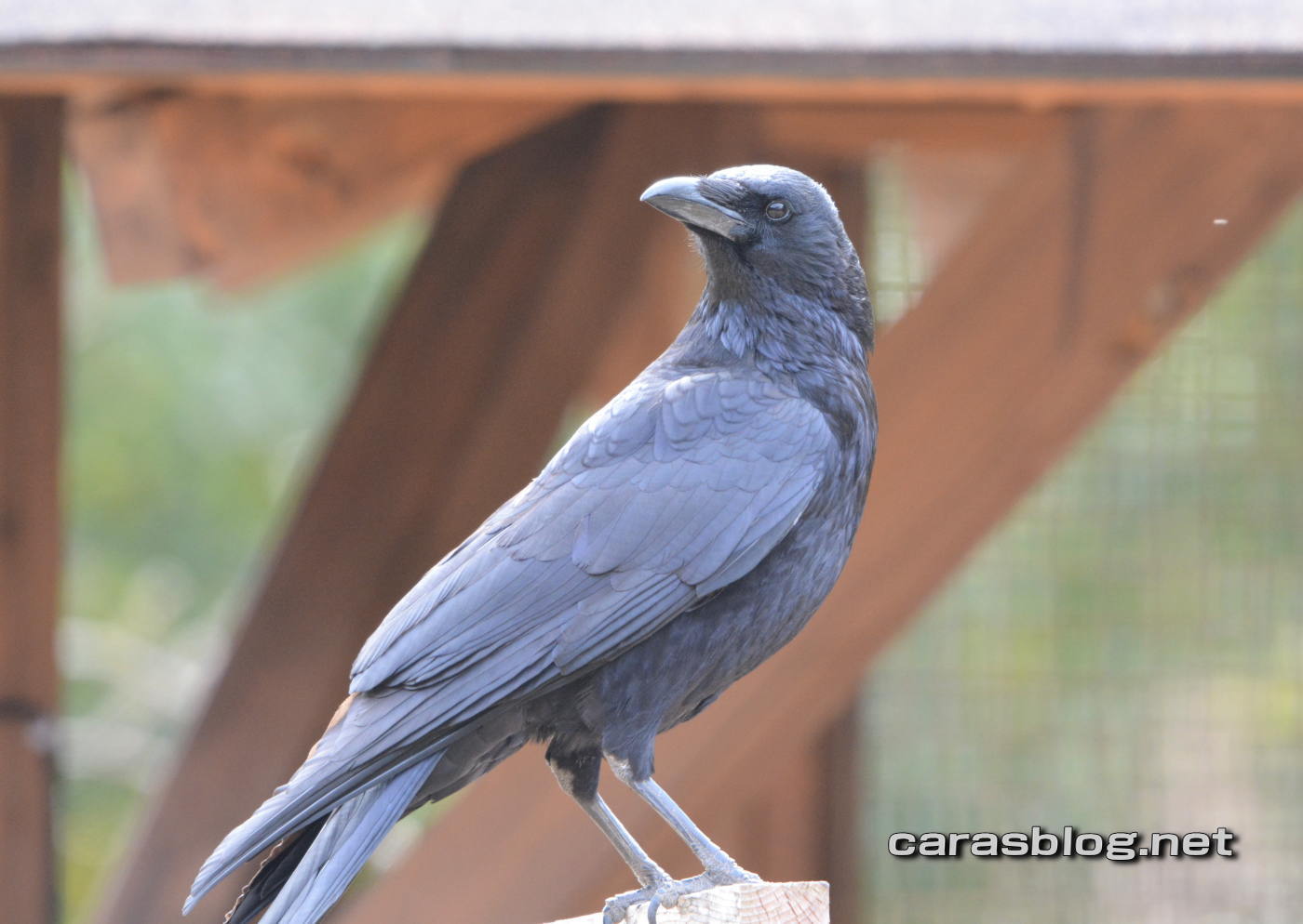 ハシブトガラス