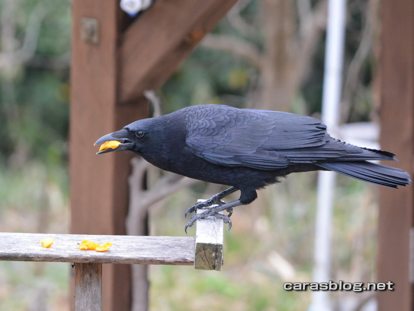 ハシブトガラス