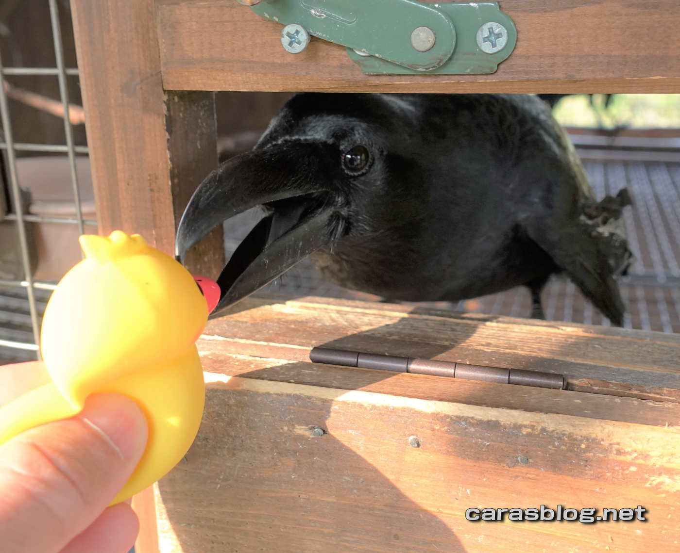 ハシブトガラス