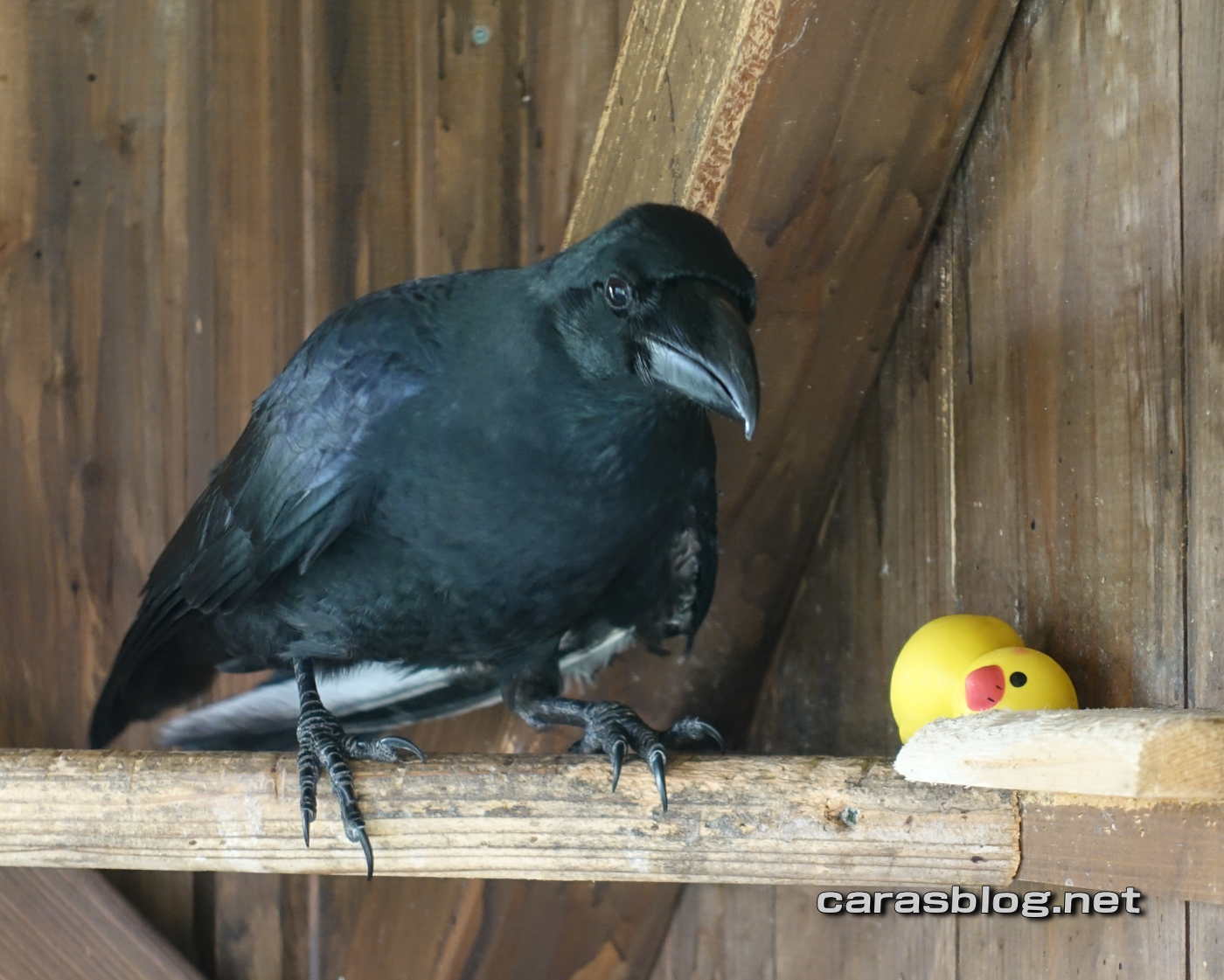 ハシブトガラス