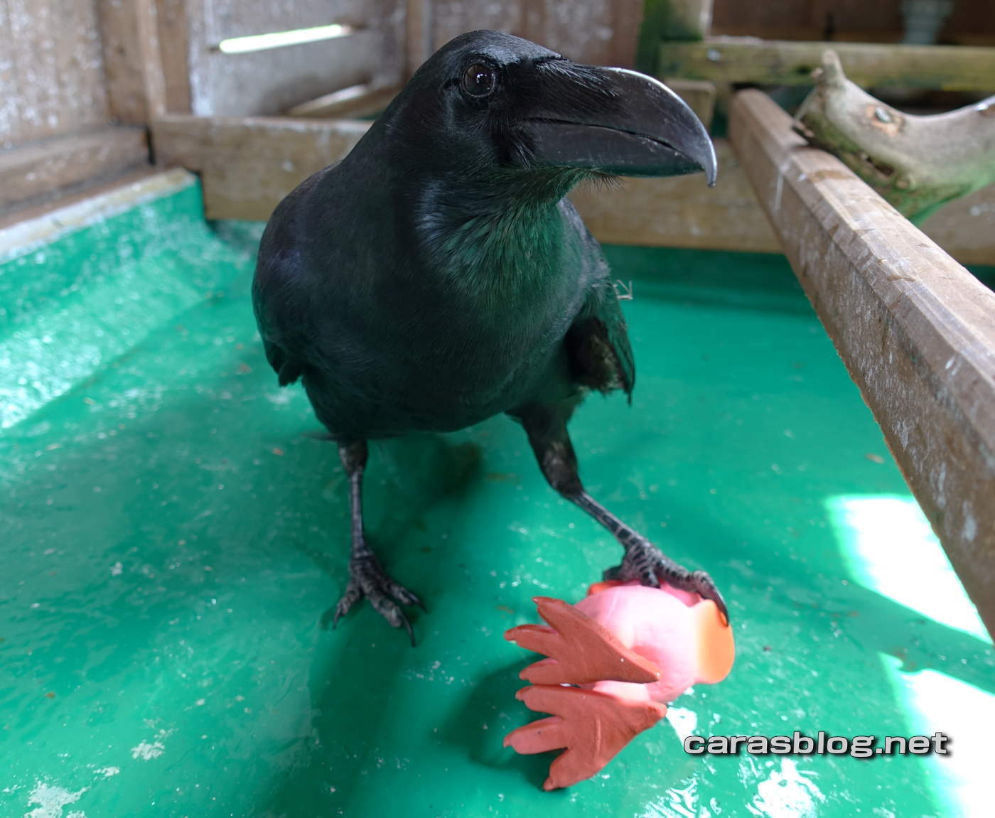 ハシブトガラス