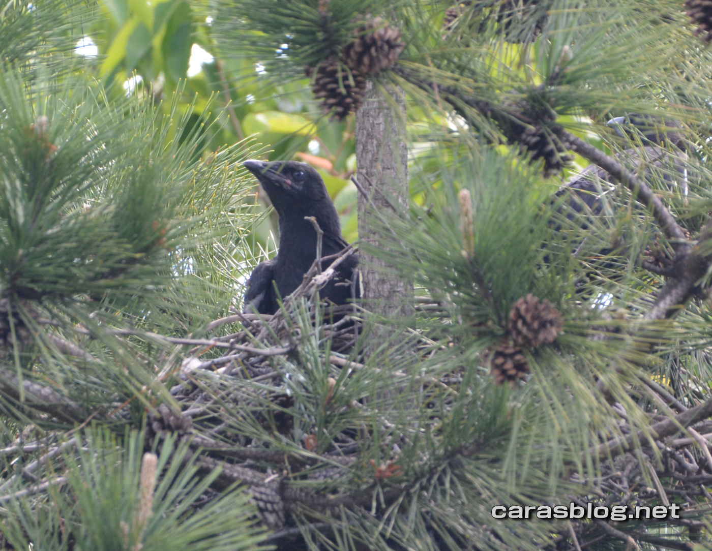 ハシブトガラス