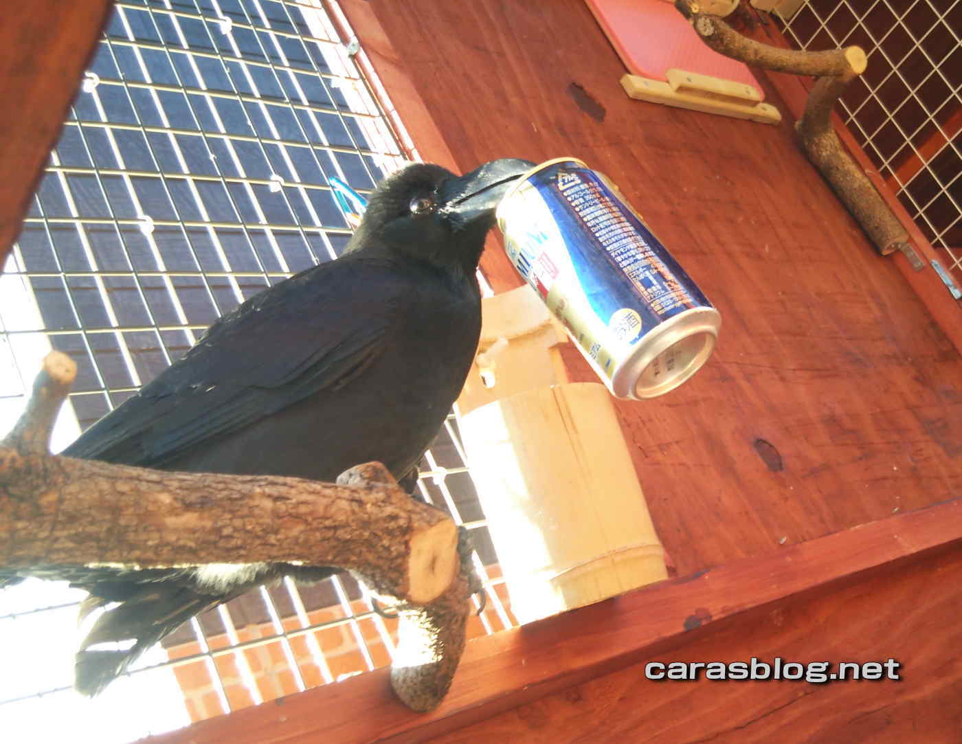 ハシブトガラス