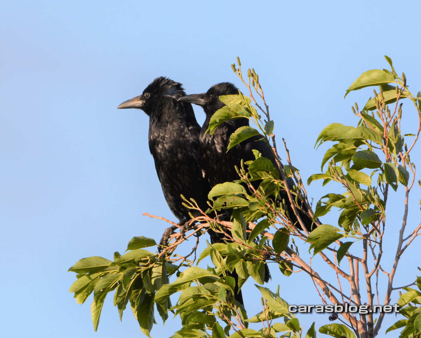 ハシブトガラス