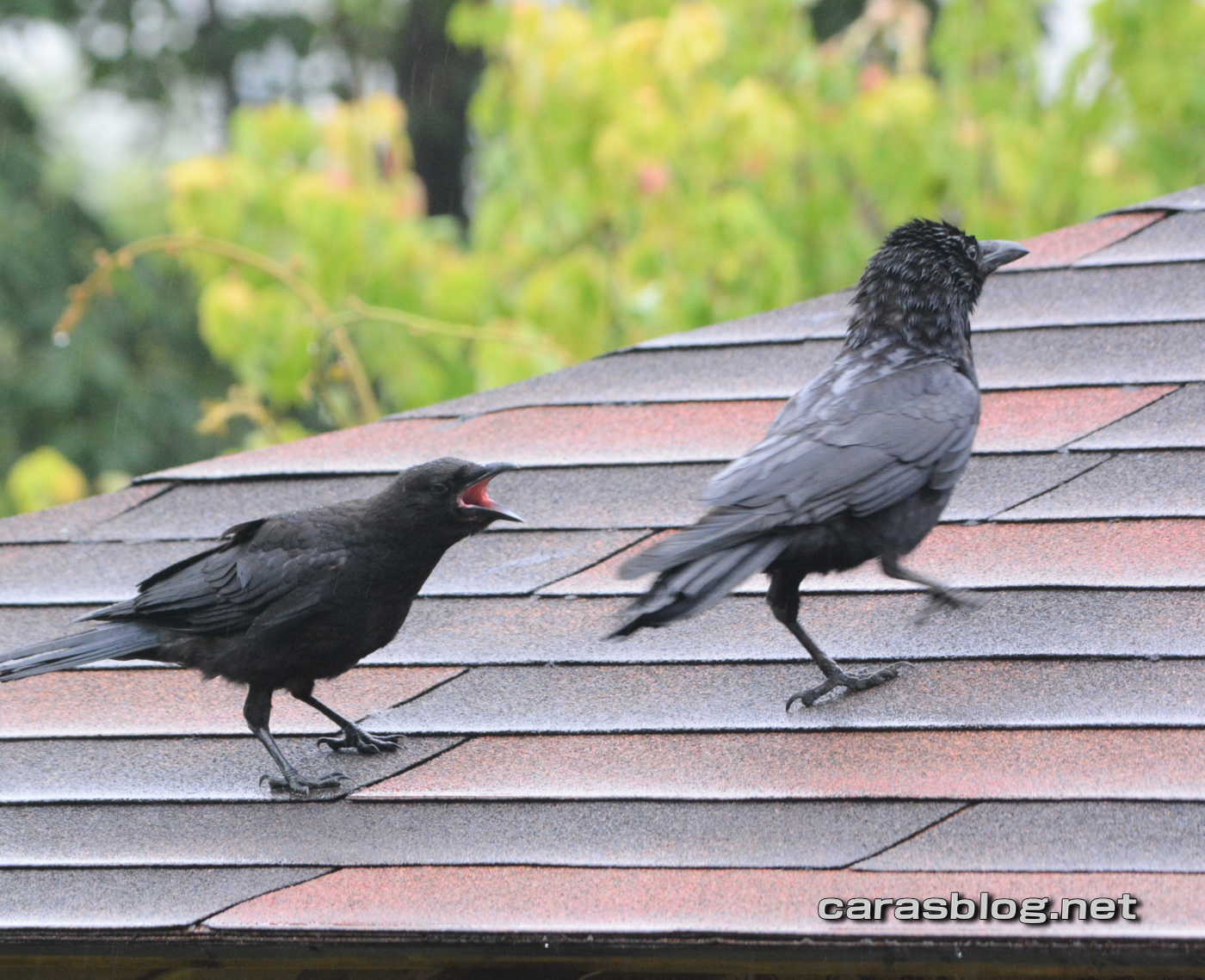 ハシブトガラス