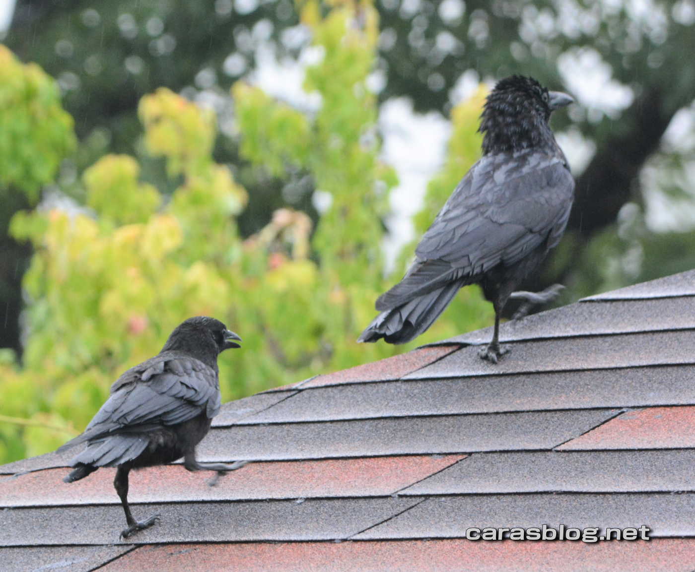 ハシブトガラス