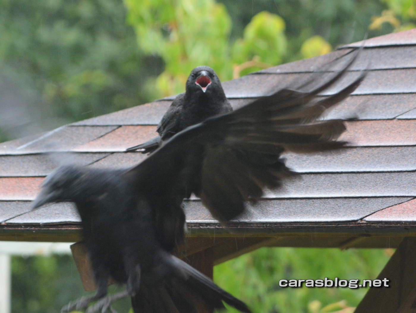 ハシブトガラス