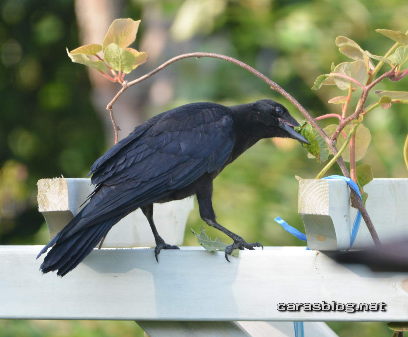 ハシブトガラス