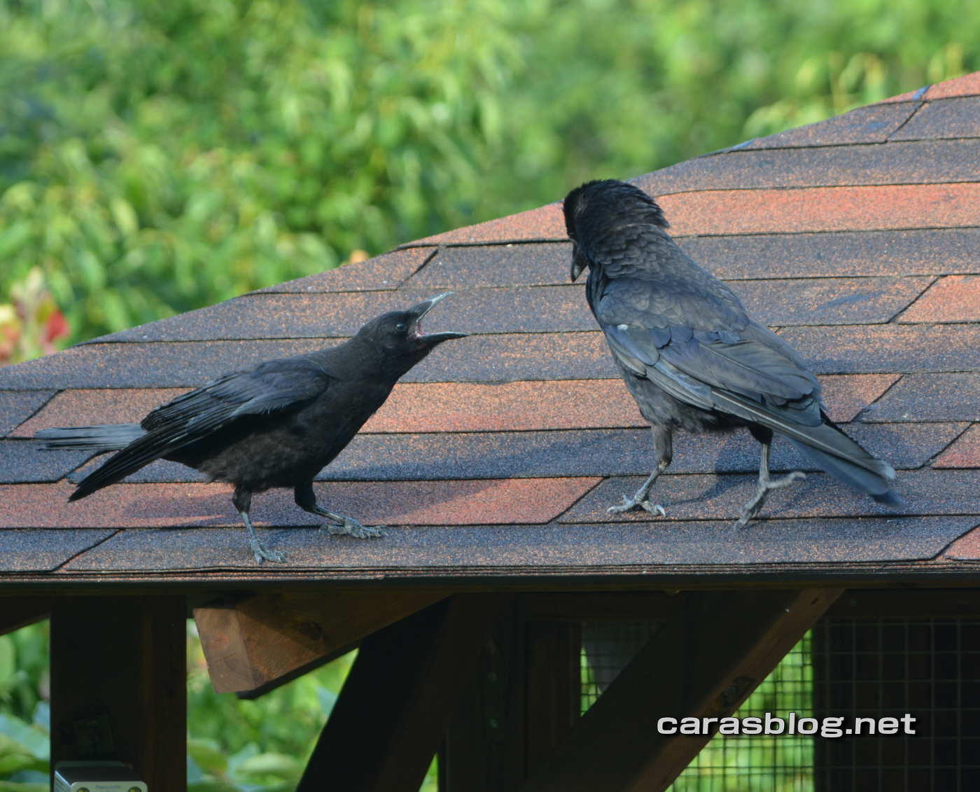 ハシブトガラス