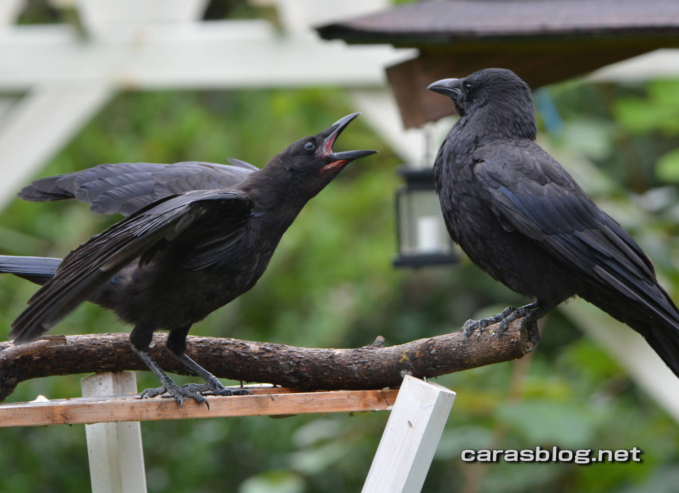 ハシブトガラス