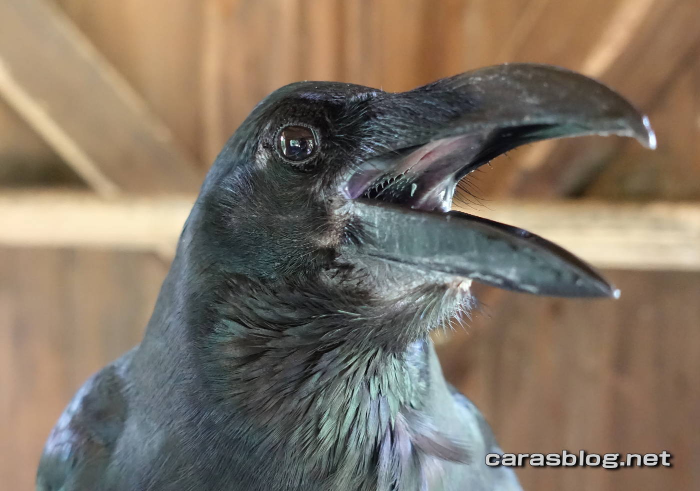 ハシブトガラス