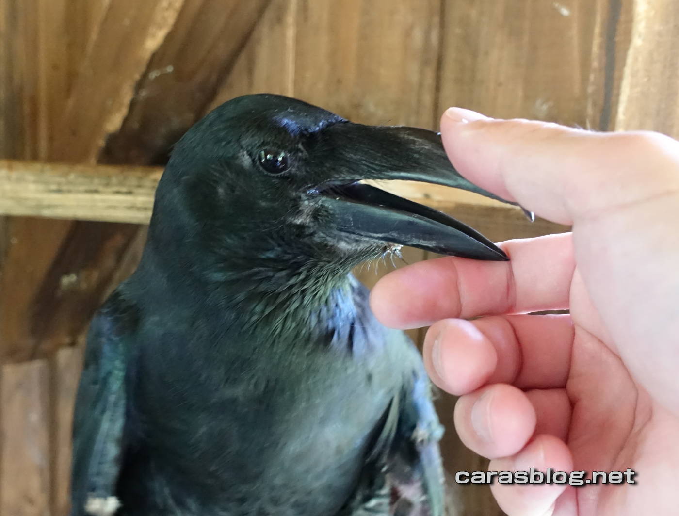 ハシブトガラス