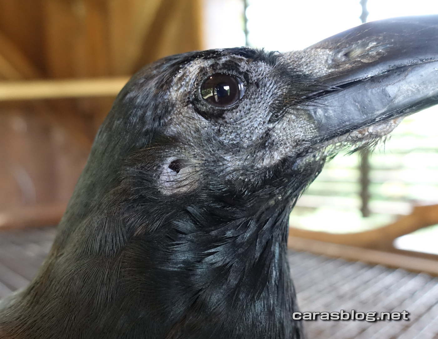 ハシブトガラス