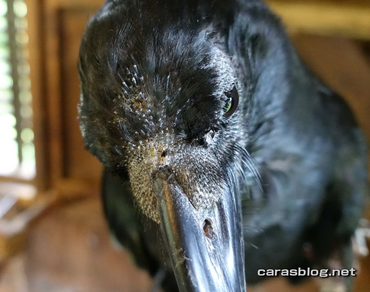 ハシブトガラス