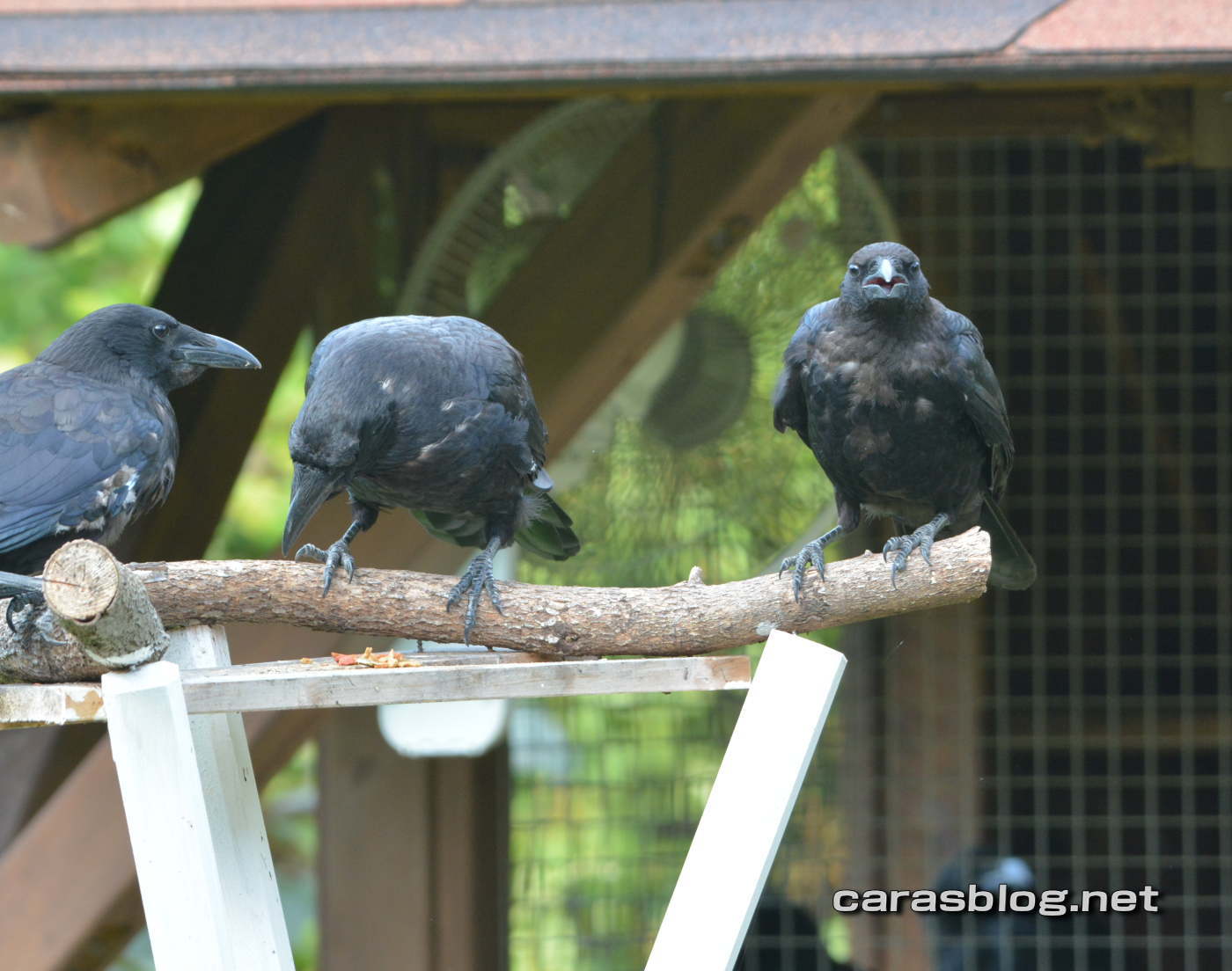 ハシブトガラス