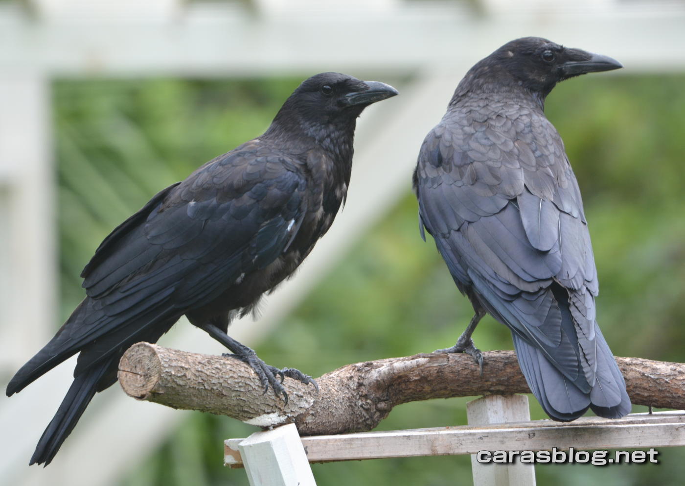 ハシブトガラス