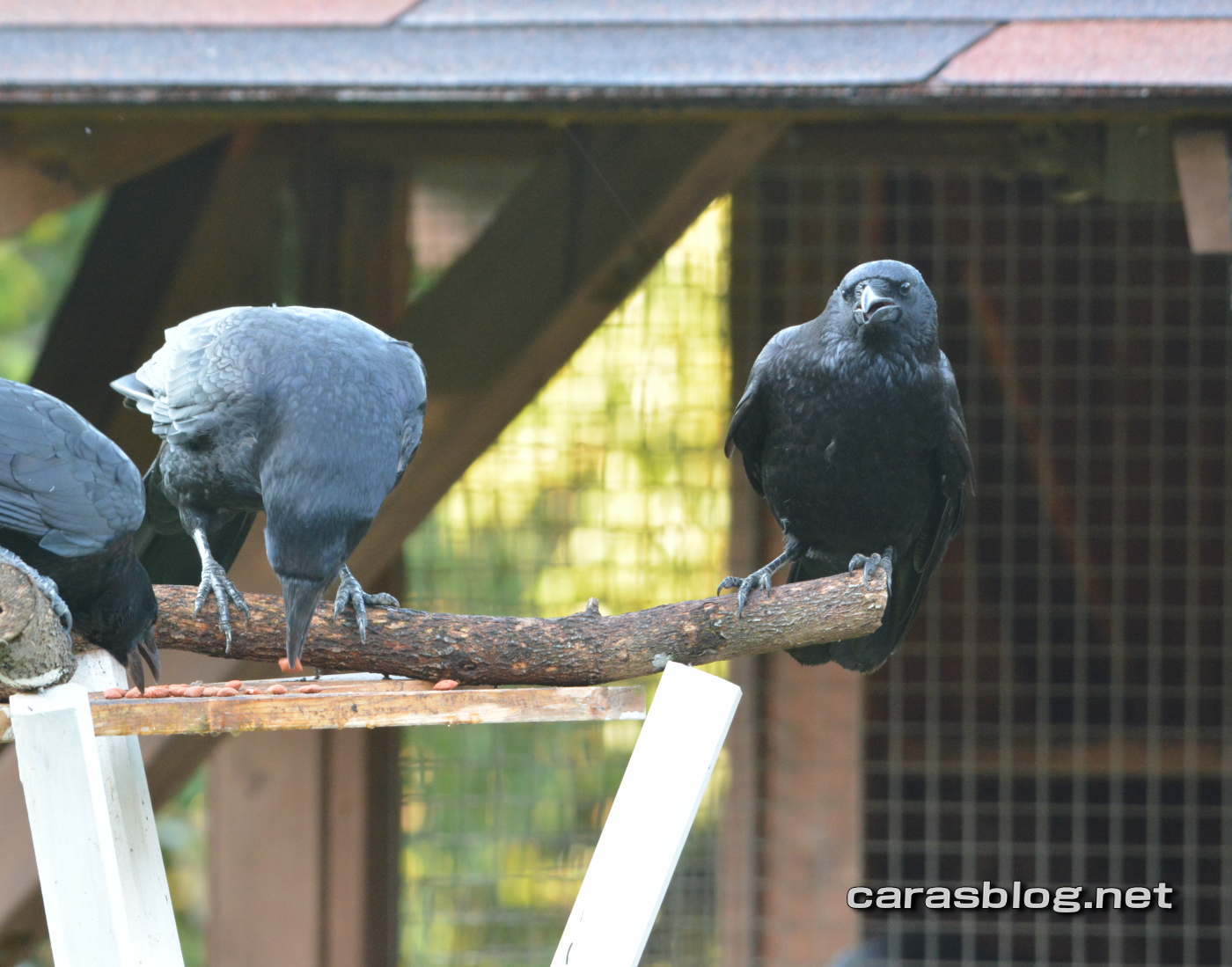 ハシブトガラス