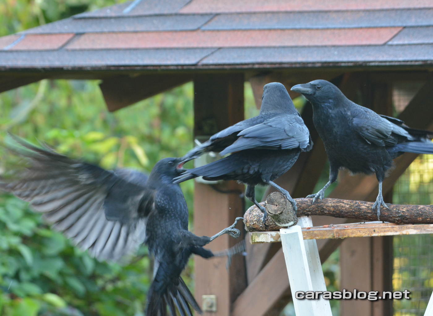 ハシブトガラス