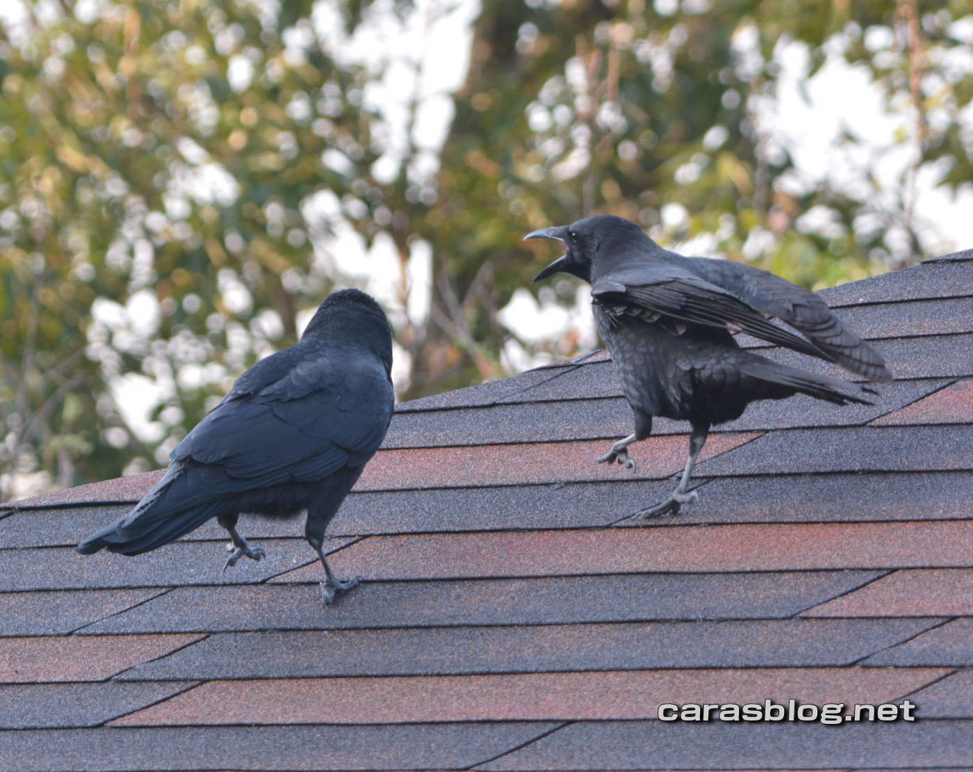 ハシブトガラス