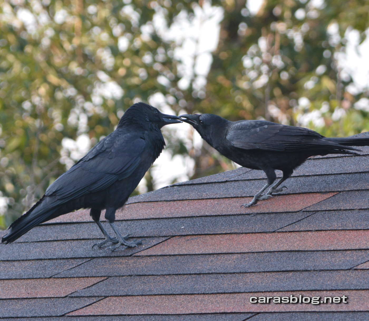 ハシブトガラス