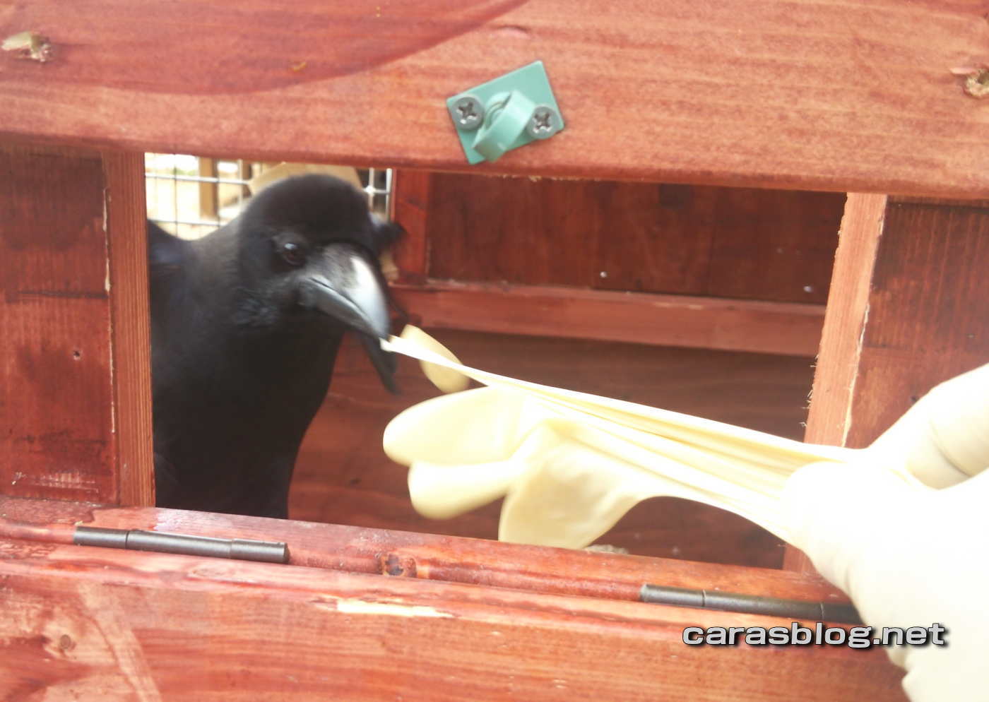 ハシブトガラス