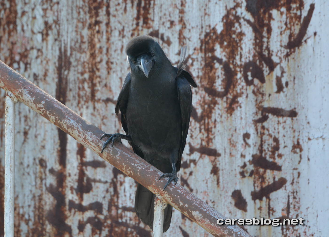 ハシブトガラス