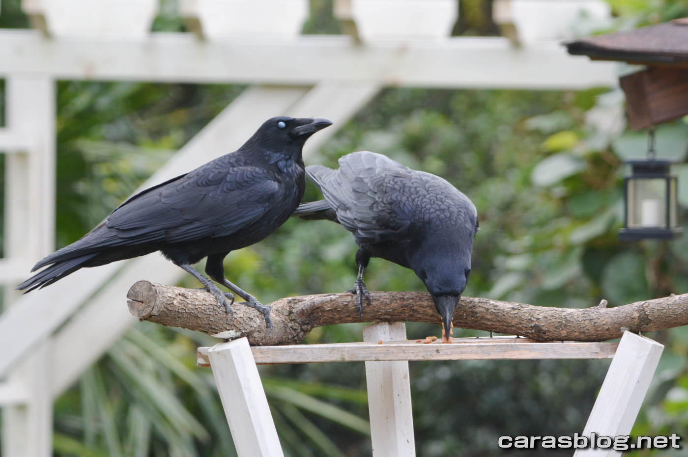 ハシブトガラス