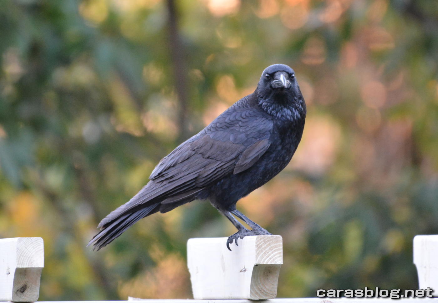 ハシブトガラス