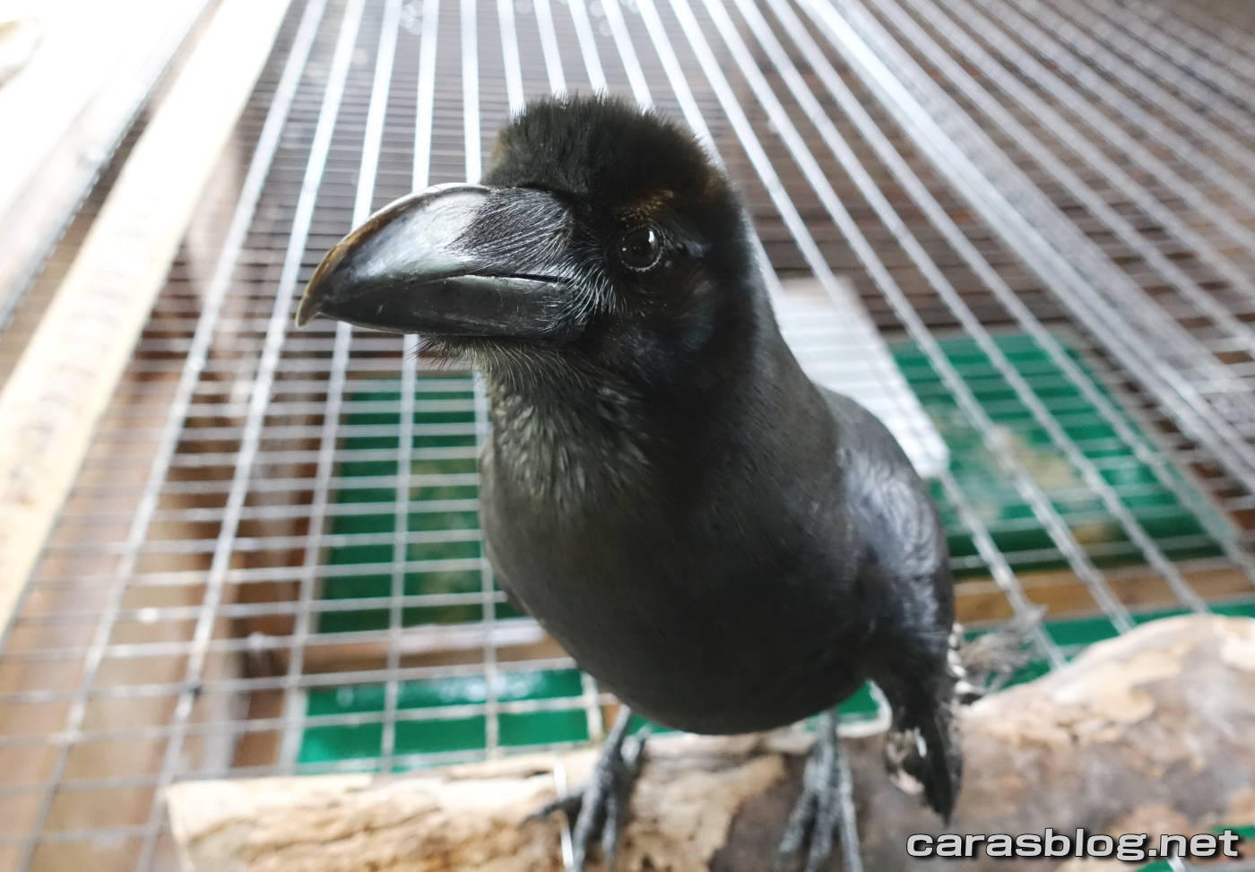 ハシブトガラス