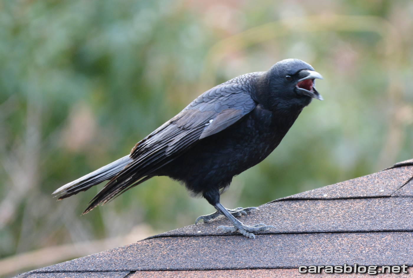 ハシブトガラス