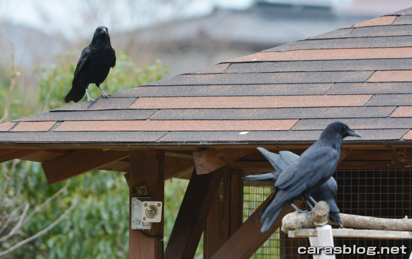 ハシブトガラス