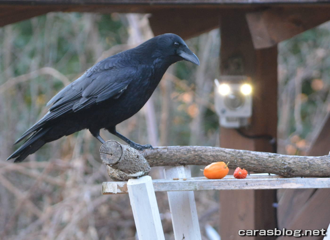 ハシブトガラス