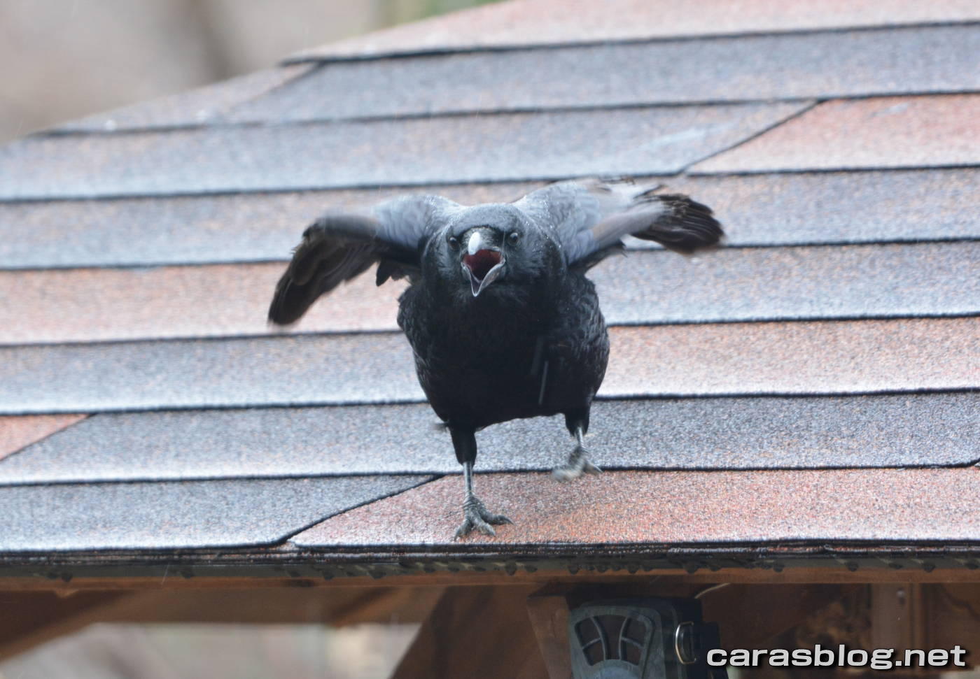 ハシブトガラス